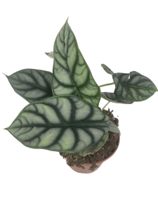 Alocasia Silver Dragon - L