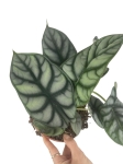 Alocasia Silver Dragon - L