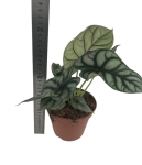 Alocasia Silver Dragon - L