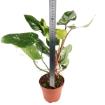 Philodendron White Princess - XL