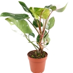 Philodendron White Princess - XL