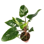 Philodendron White Princess - XL