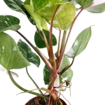 Philodendron White Princess - XL