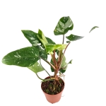 Philodendron White Princess - XL