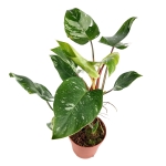 Philodendron White Princess - XL