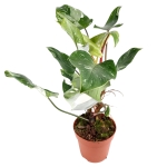 Philodendron White Princess - XL