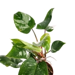 Philodendron White Princess - XL