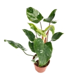 Philodendron White Princess - XL