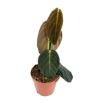 Philodendron gigas - M