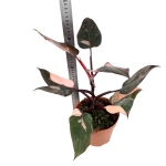 Philodendron Pink Princess XL