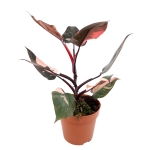 Philodendron Pink Princess XL
