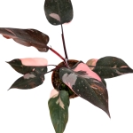 Philodendron Pink Princess XL