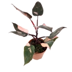 Philodendron Pink Princess XL