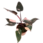 Philodendron Pink Princess XL