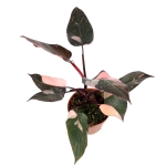Philodendron Pink Princess XL