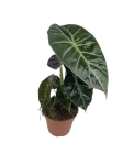 Alocasia Pink Dragon - M
