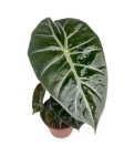 Alocasia Pink Dragon - M