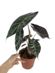 Alocasia Pink Dragon - M