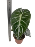 Alocasia Pink Dragon - M