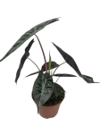 Alocasia Pink Dragon - M