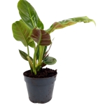 Philodendron subhastatum - L