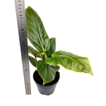 Philodendron subhastatum - L