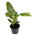 Philodendron subhastatum - L