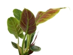 Philodendron subhastatum - L
