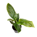 Philodendron subhastatum - L