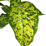 Dieffenbachia Cheetah - L