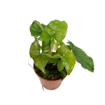 Syngonium Pink Splash - M