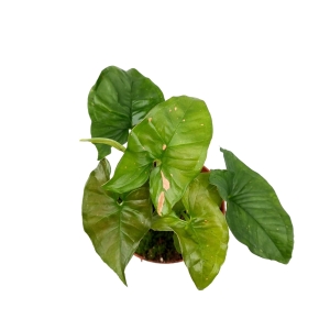 Syngonium Pink Splash - M