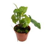 Syngonium Pink Splash - M
