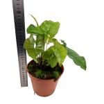 Syngonium Pink Splash - M