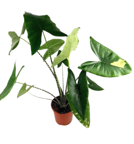 Alocasia Zebrina Variegata