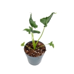 Alocasia triangularis - M