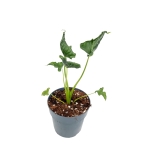 Alocasia triangularis - M