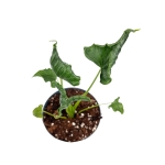 Alocasia triangularis - M