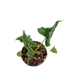 Alocasia triangularis - M
