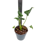 Alocasia triangularis - M