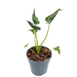 Alocasia triangularis - M
