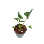 Alocasia triangularis - M