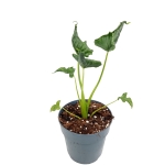 Alocasia triangularis - M