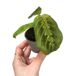 Marantha leuconeura fascinator S