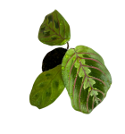 Marantha leuconeura fascinator S