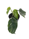Epipremnum pinnatum Variegata - M