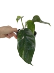 Epipremnum pinnatum Variegata - M