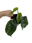 Epipremnum pinnatum Variegata - M