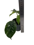 Epipremnum pinnatum Variegata - M
