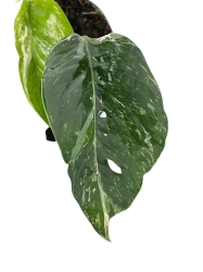 Epipremnum pinnatum Variegata